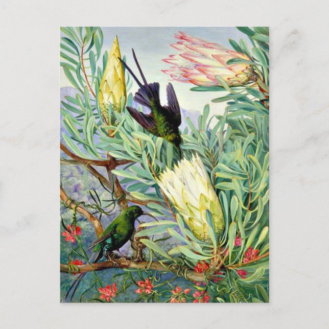 Marianne North - Honeyblommor och Honeysuckers Vykort (Framsida)