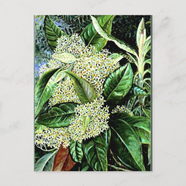 Marianne North - Olearia argophylla Vykort (Framsida)