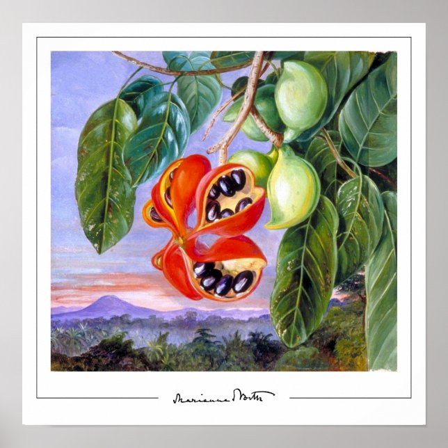 Marianne North Zedign Art Poster #9 (Framsidan)