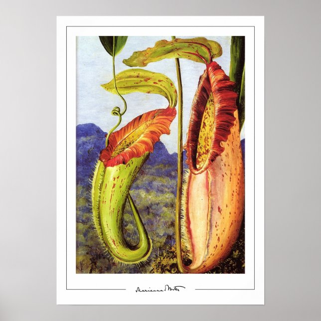 Marianne North Zedign konstaffisch #1 Poster (Framsidan)