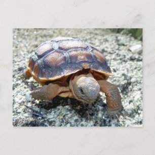 Marianne the Keya :) (Väldigt Young Desert Tortois Vykort