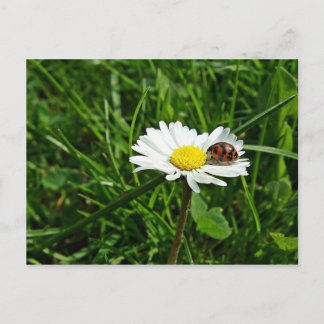 marienkäfer auf gänseblümchen vykort