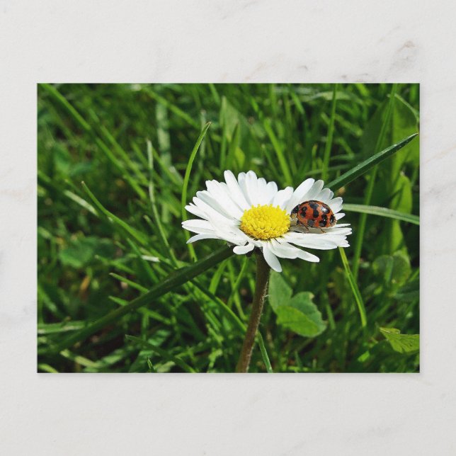 marienkäfer auf gänseblümchen vykort (Framsida)