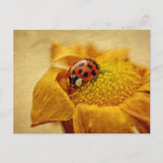 Marienkäfer auf gelber Blüte Vykort (Framsida)