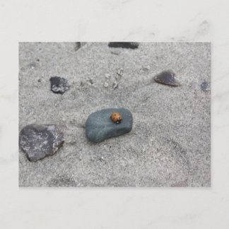 Marienkäfer Strand Vykort