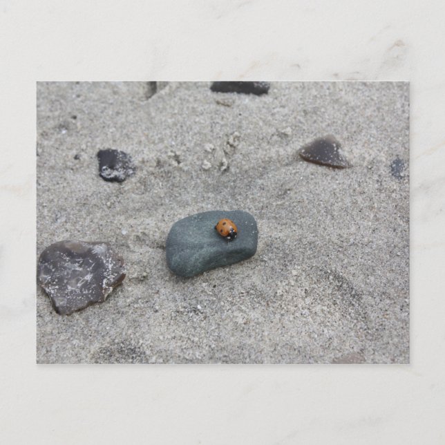 Marienkäfer Strand Vykort (Framsida)