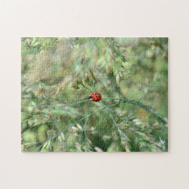 Marienkäfer unterwegs.... pussel (Horisontell)