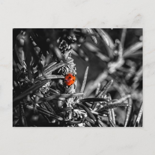 Marienkäfer Vykort (Framsida)