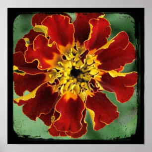Marigold 2 poster