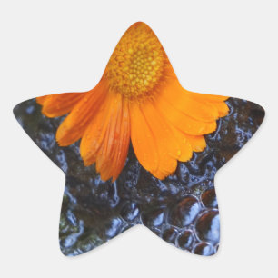 Marigold and Bubbles Photograph Stjärnformat Klistermärke