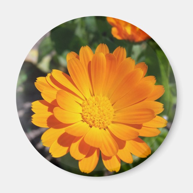 marigold blomma magnet (Framsidan)