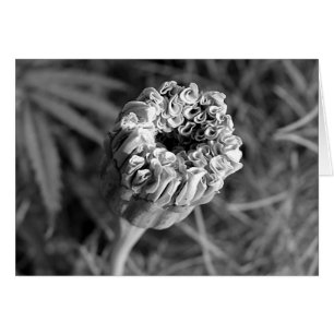 Marigold Blommar Hälsningskort
