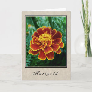Marigold - Blommigt Series Kort