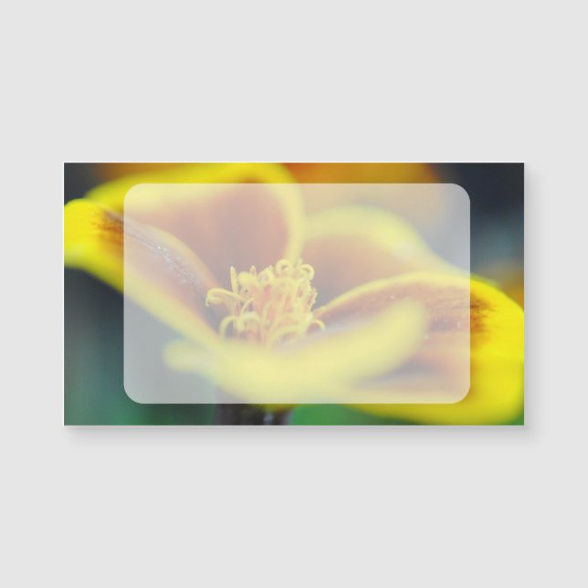 Marigold Close Up (Framsida)