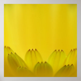 Marigold Flower Petals Modern Abstrakt Gult Poster