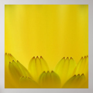 Marigold Flower Petals Modern Abstrakt Gult Poster