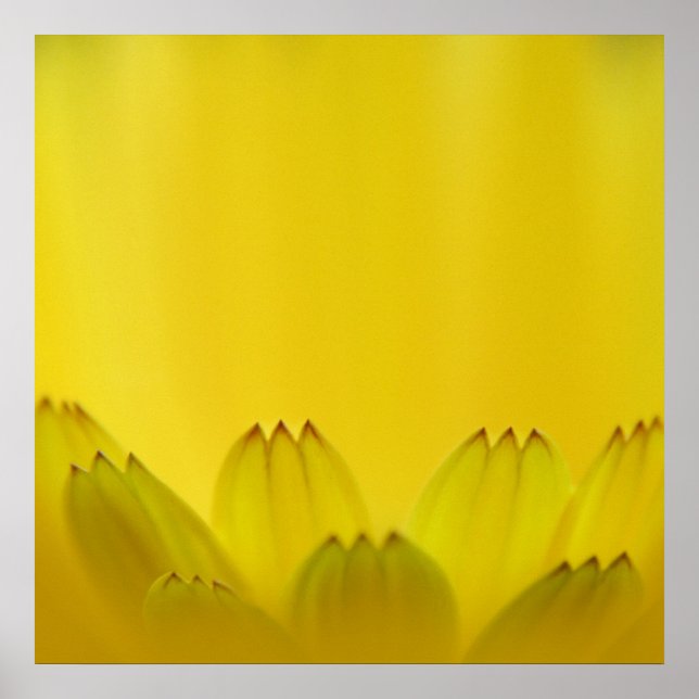 Marigold Flower Petals Modern Abstrakt Gult Poster (Framsidan)