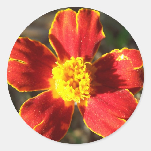Marigold Flower Stickers Runt Klistermärke (Framsida)