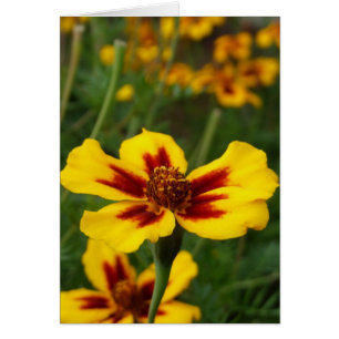 Marigold Flowers Card Hälsningskort