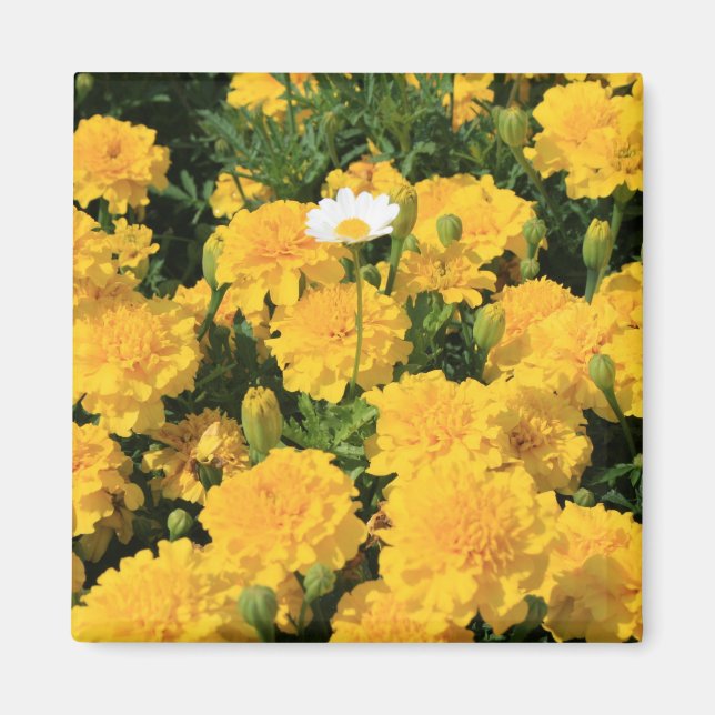 Marigold Flowers och Daisy Flower Magnet (Framsidan)