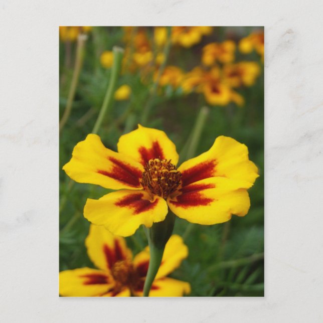 Marigold Flowers vykort (Framsida)