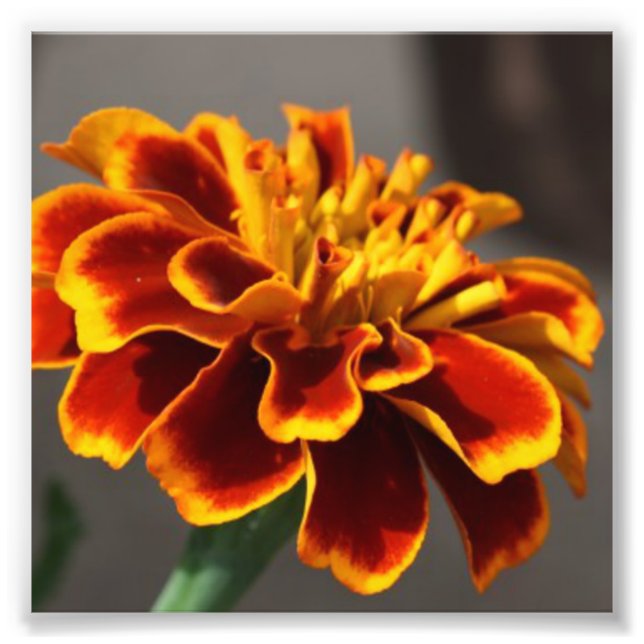 Marigold Fototryck (Framsidan)