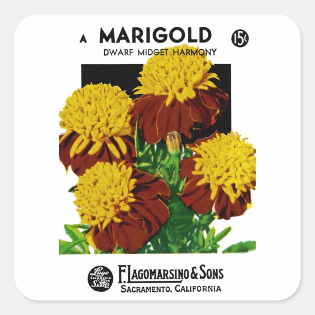 Marigold Fyrkantigt Klistermärke (Framsida)