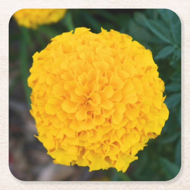 Marigold - Gult Flower - Underlägg Papper Kvadrat (Framsidan)