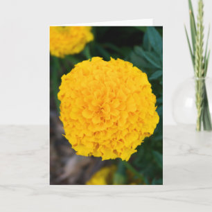Marigold-hälsningskort med en Gult Kort