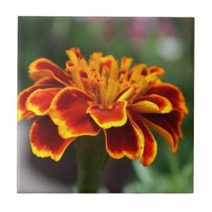 Marigold i Fullt Bloom Kakelplatta