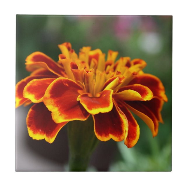 Marigold i Fullt Bloom Kakelplatta (Framsidan)