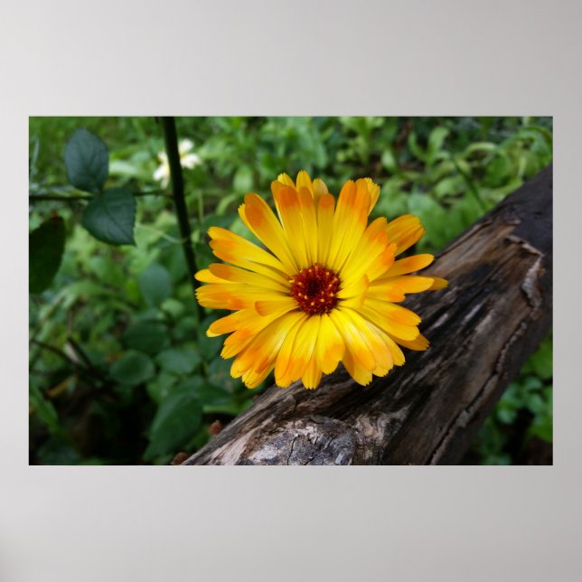 marigold i skogen poster (Framsidan)