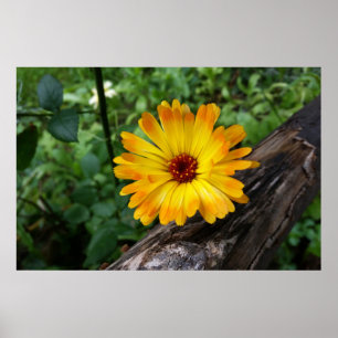 marigold i skogen poster