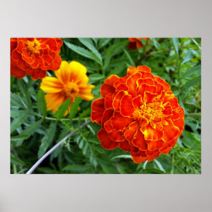 marigold i sol poster