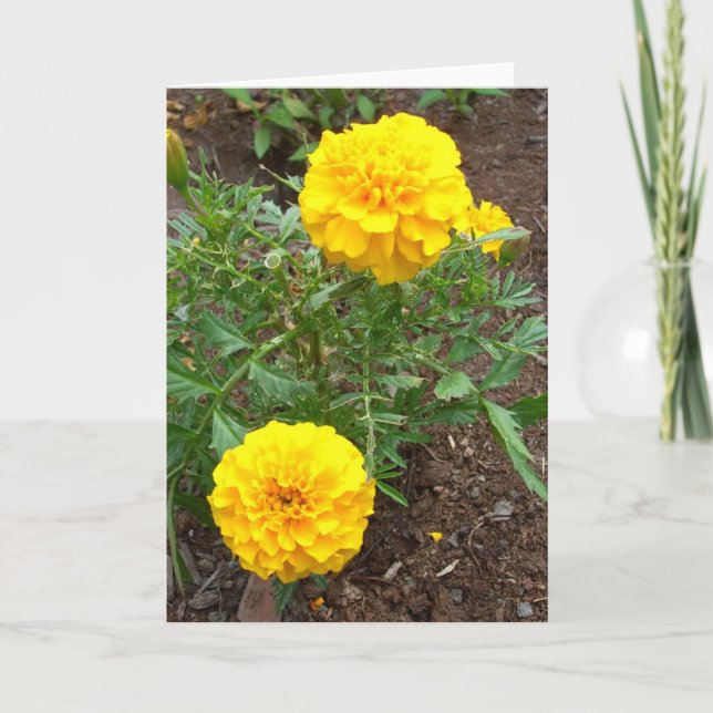 Marigold Kort (Framsida)