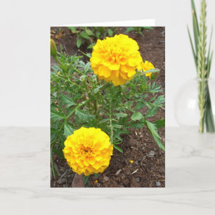 Marigold Kort