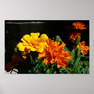 marigold morgongloria poster