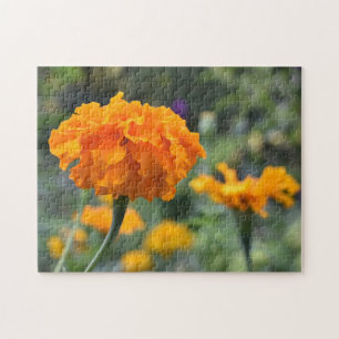 Marigold Orange Flower Nature Photography Garden Pussel