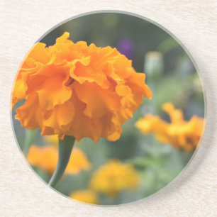 Marigold Orange Flower Nature Photography Garden Underlägg
