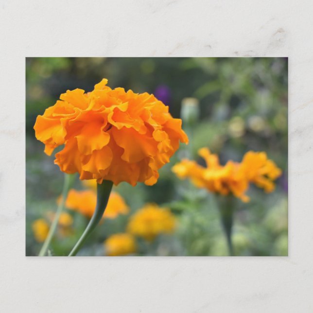 Marigold Orange Flower Nature Photography Garden Vykort (Framsida)
