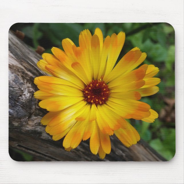 marigold på logg musmatta (Framsidan)