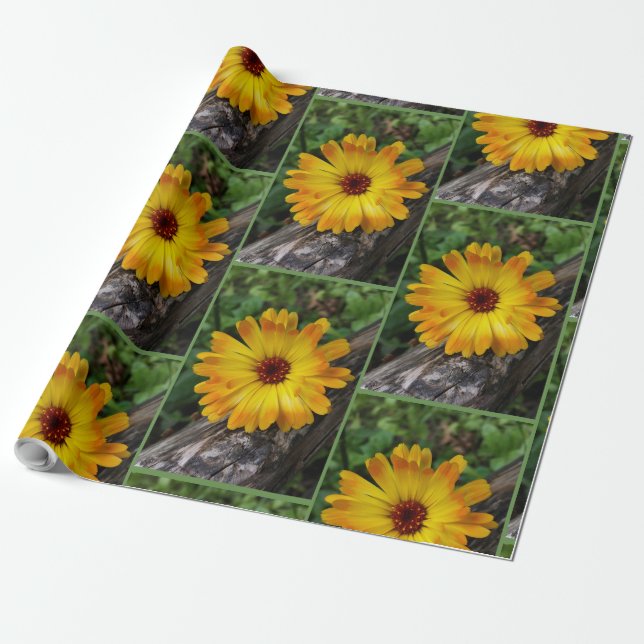 marigold på logg presentpapper (Utrullad)