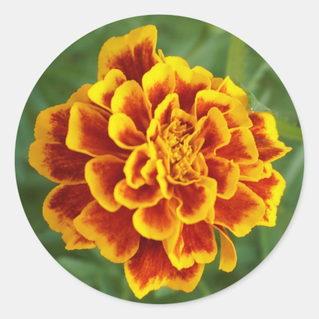 marigold runt klistermärke (Framsida)