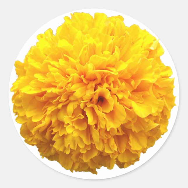 Marigold Runt Klistermärke (Framsida)