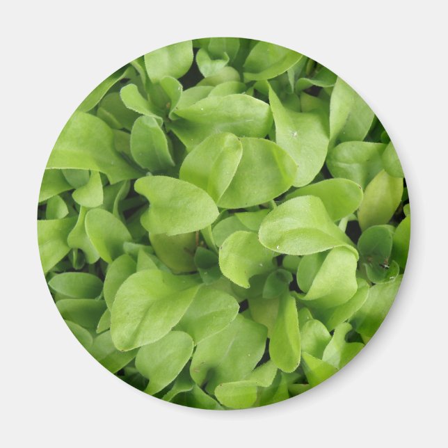 Marigold Seedlings Magnet (Framsidan)