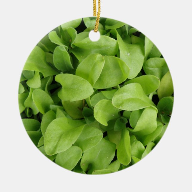 Marigold Seedlings Ornament (Framsidan)