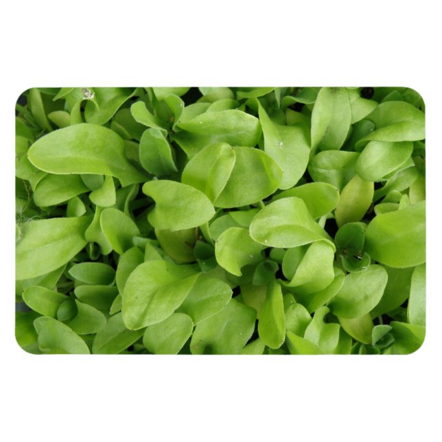 Marigold Seedlings Premium Magnet (Horisontell)