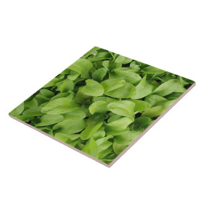 Marigold Seedlings Tile Kakelplatta (Sidan)