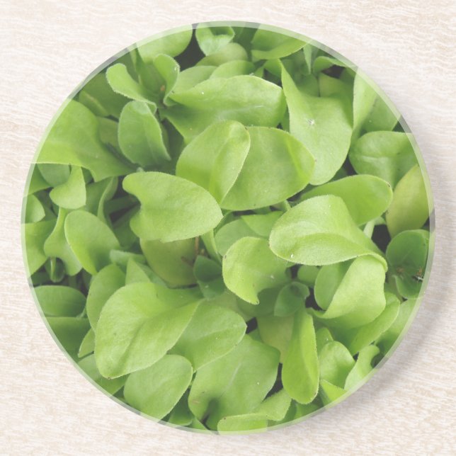 Marigold Seedlings Underlägg (Framsidan)