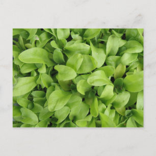 Marigold Seedlings vycard Vykort